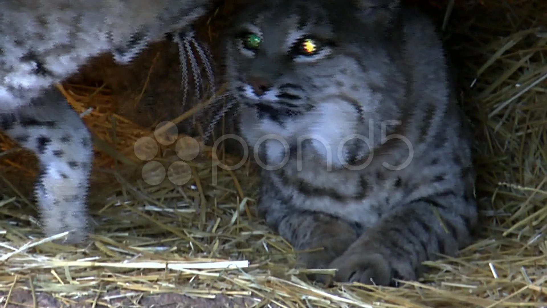 Reflective eyes for lynx