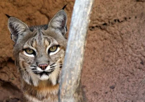 Bobcat Face Stock Photos
