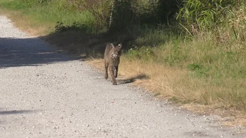  bobcat in Florida park Vídeos de archivo 154822431