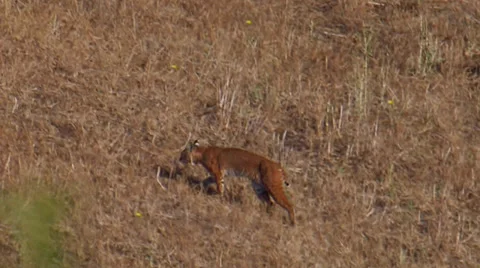 Bobcat Stock Footage 35194240