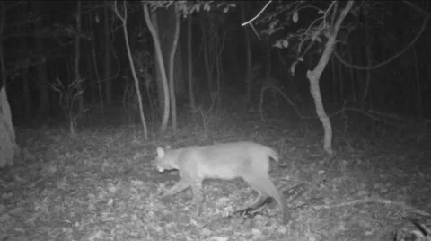 Bobcat Stock Footage 57327759