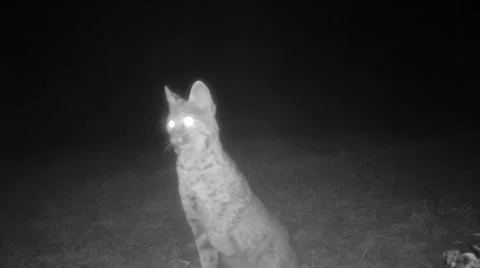 Bobcat Stock Footage 58197356