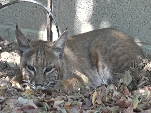 Bobcat Stock Footage 95813686