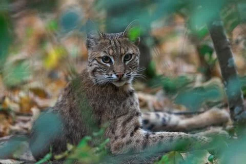 Bobcat in the forest Foto stock
