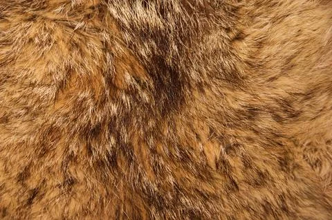 Bobcat Fur Background Stock Photos