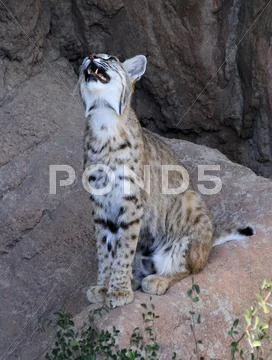 Bobcat Growl Meow Stock Photos