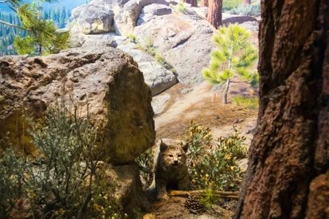 Bobcat hidden in the landscape Stock Photos