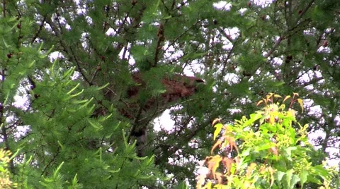 A bobcat high in a tree face forward 2 Stock Footage 40366221