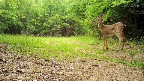 Bobcat Hunting Deer Stock Footage 129192478
