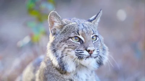 Bobcat Hunting Stock-Footage 84996912