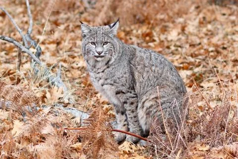 Bobcat hunting Stock Photos