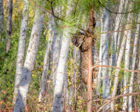 Bobcat Kitten climbing a Pine Tree in a Birch Forest Stock Photos