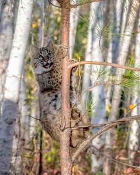 Bobcat Kitten climbing a Pine Tree in a Birch Forest Stock Photos