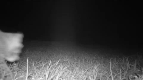 Bobcat Kitten Video stock 58904172