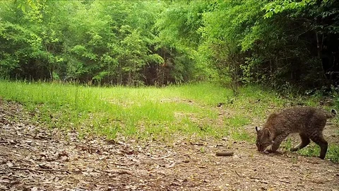Bobcat Kitten Video stock 129190344