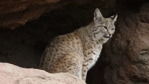 Bobcat, looking around Stock Footage 73062615