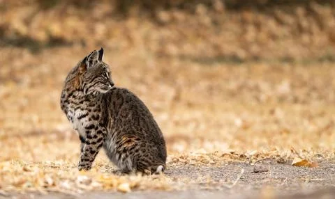 Bobcat Looks Back At Something To The Right 库存照片