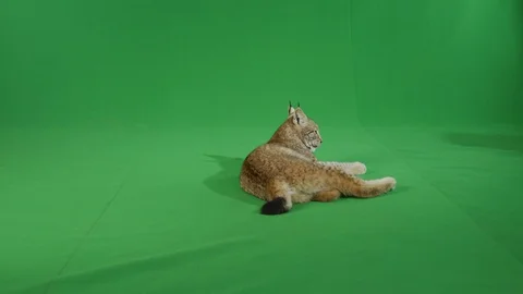 Bobcat lying and walking off screen on green screen in slow motion Stock Footage 111279727