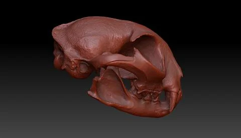 Bobcat (Lynx rufus) 3D Model