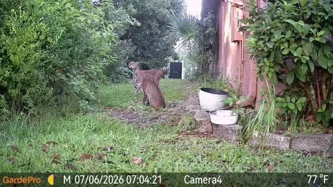 Bobcat Mating Interaction Caught on Camera, Palm Coast, Florida, USA - 06 Jul 20 Stock Footage 339956934