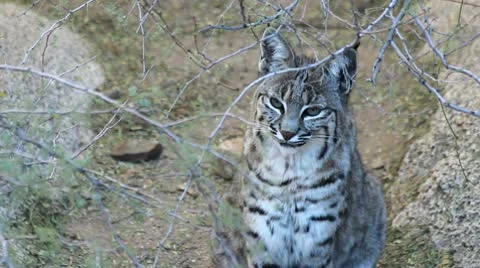 Bobcat Meow Stock Footage