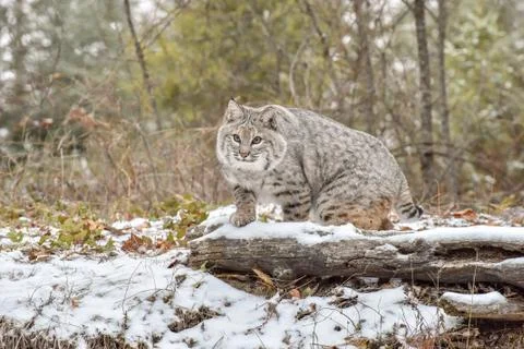 Bobcat Moving through the Forest on a Cold Winter Day Stock Photos