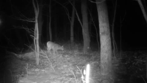Bobcat at night smells ground marks sent walks towards camera ground level view Stock Footage 149084790