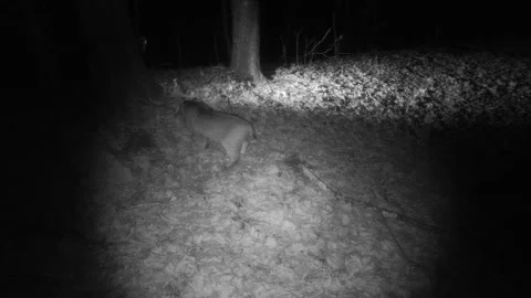 Bobcat at night view from above smells camera Stock Footage 149084764