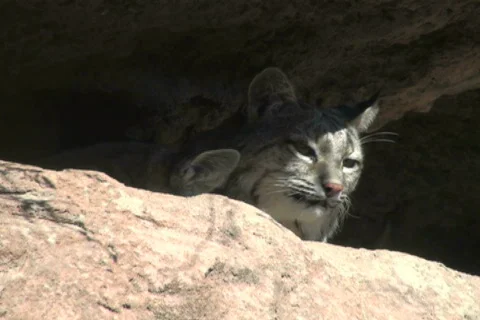 Bobcat - NTSC Stock Footage 680461