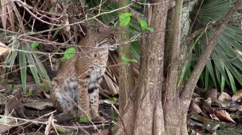 Bobcat with one blue eye and one green eye. Stock Footage
