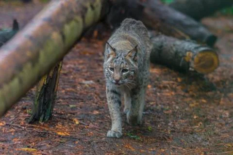 Bobcat Stock Photos