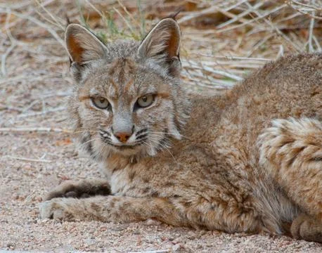 Bobcat Stock Photos