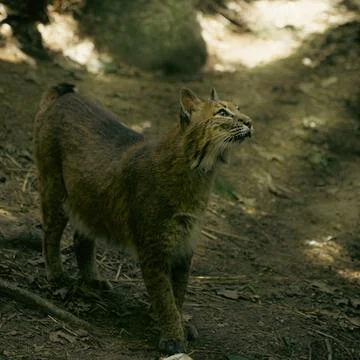 Bobcat Stock Photos