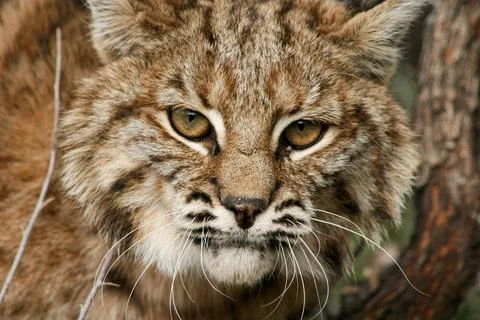 Bobcat Stock Photos