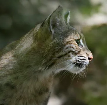 Bobcat portrait Stock-Fotos