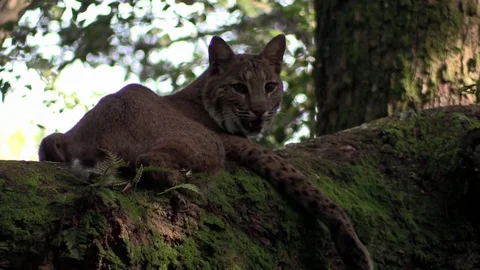A bobcat rests in a tree. Vídeo Stock 75700432
