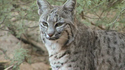 Bobcat on Rock Looks at the Camera Stock Footage