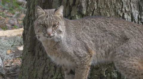 Bobcat Scratching Claws on Tree | Stock Video | Pond5