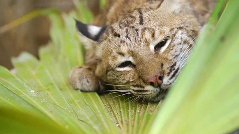 Bobcat scratching on palm Stock Footage 111223094