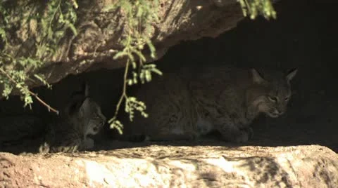 Bobcat In The Shade Of Rocks 1 Video stock 19058780