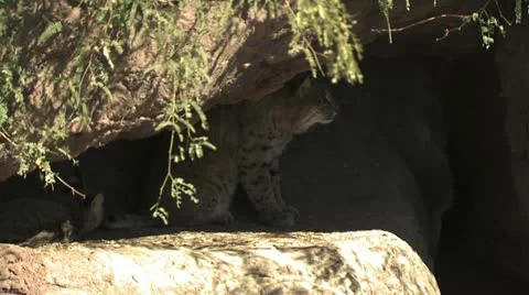 Bobcat In The Shade Of Rocks 2 스톡 동영상 19058847