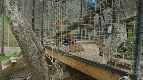 Bobcat sitting in cage Stock Footage 111280948