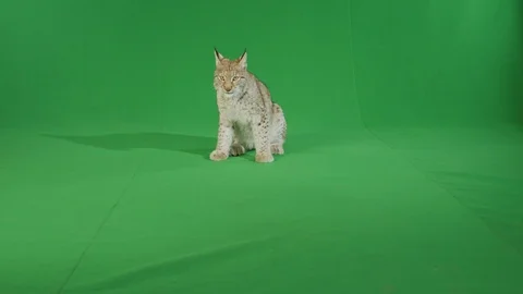 Bobcat sitting looking at camera then walking off on green screen in slow motion Stock Footage 111281560