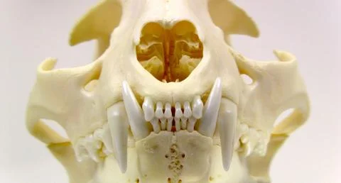 Bobcat Skull With Teeth Stockfoto's