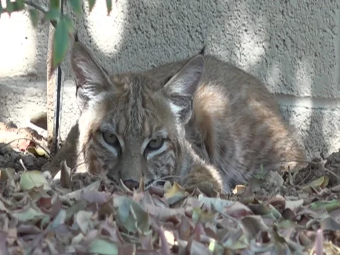 Bobcat Sleeping Stock Footage 95813691