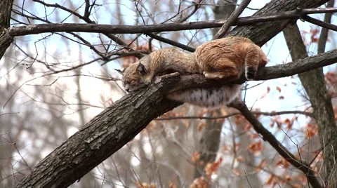 Bobcat sleeping in a tree Stock Footage 40727018