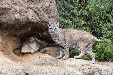 Bobcat standing at the Bottom of a Cliff Stock Photos