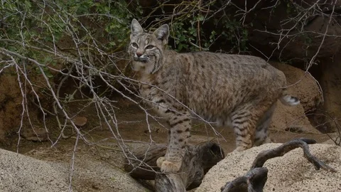 Bobcat, standing, looking, Arizona Video stock 73062252