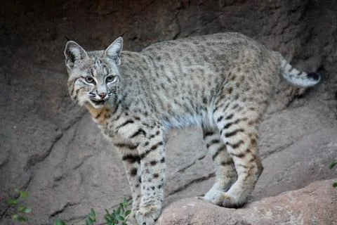 A bobcat standing on a rock Stock Photos