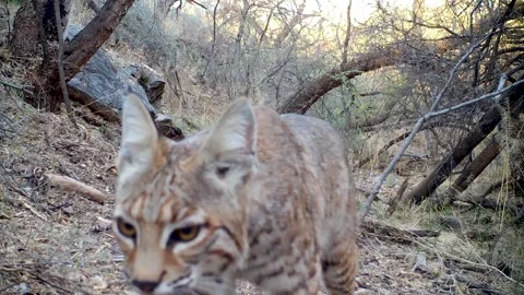 Bobcat on a Trail Passes by Camera Stock-Footage 237420767